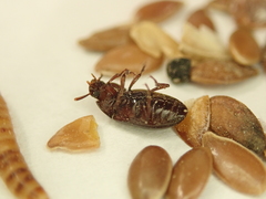 Tenebrionidae