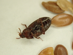 Tenebrionidae