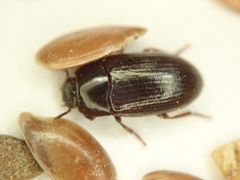 Tenebrionidae