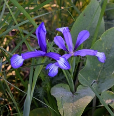 Iris sintenisii
