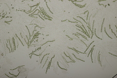 Trichoderma gelatinosum