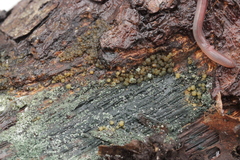 Trichoderma gelatinosum