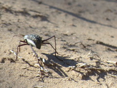 Stenocara gracilipes