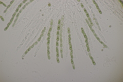 Trichoderma gelatinosum