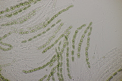 Trichoderma gelatinosum
