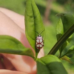Omophoita magniguttis