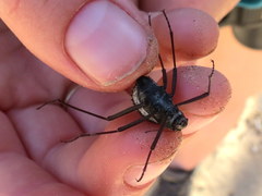 Stenocara gracilipes