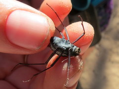 Stenocara gracilipes