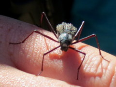 Stenocara gracilipes