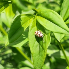 Omophoita magniguttis