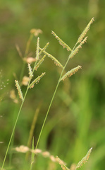 Urochloa mosambicensis