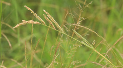 Urochloa mosambicensis