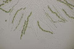 Trichoderma gelatinosum
