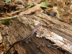 Plethodon sherando