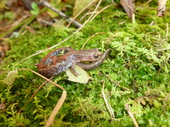 Plethodon sherando
