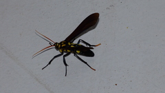 Orcynia calcarata