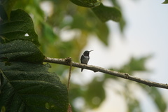 Chaetocercus heliodor