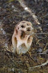 Clathrus transvaalensis