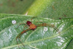 Diaea puncta