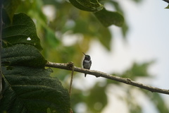 Chaetocercus heliodor