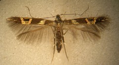 Cosmopterix nitens