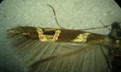 Cosmopterix nitens