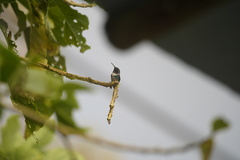 Chaetocercus heliodor