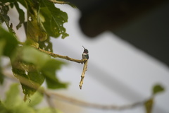 Chaetocercus heliodor