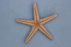 Astropecten brasiliensis