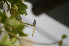 Chaetocercus heliodor