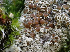 Lecanora horiza