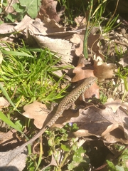 Podarcis muralis