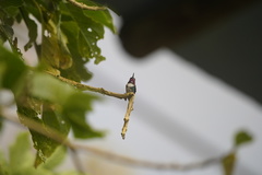 Chaetocercus heliodor