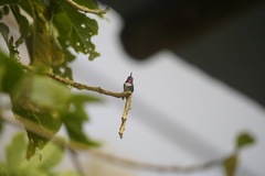 Chaetocercus heliodor