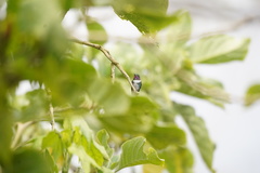 Chaetocercus heliodor