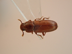Tribolium castaneum