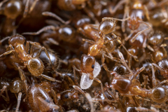 Pheidole californica