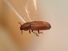 Tribolium castaneum