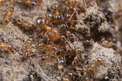 Pheidole californica