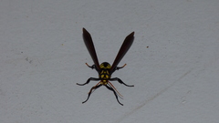Orcynia calcarata
