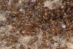 Pheidole californica