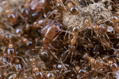 Pheidole californica