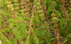 Ocimum americanum americanum