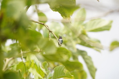 Chaetocercus heliodor