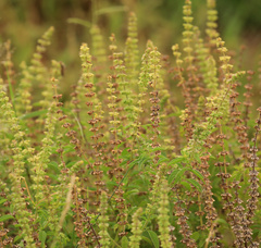 Ocimum americanum americanum