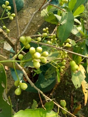 Syzygium aqueum