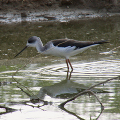 Himantopus himantopus