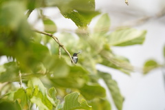 Chaetocercus heliodor