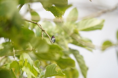 Chaetocercus heliodor