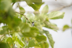 Chaetocercus heliodor